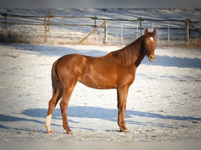 Rhinelander Mare 3 years 16 hh Chestnut in Burladingen