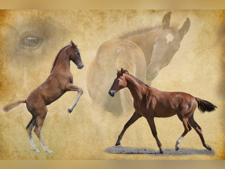 Rhinelander Mare 3 years 16 hh Chestnut-Red in Burladingen
