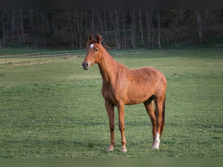 Rhinelander Mare 3 years 16 hh Chestnut-Red in Burladingen