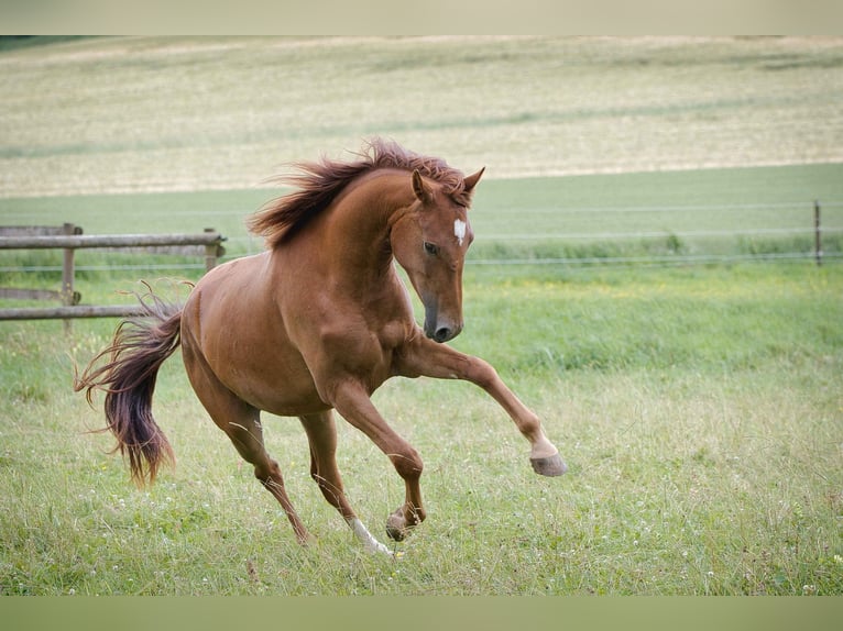 Rhinelander Mare 3 years 16 hh Chestnut-Red in Burladingen