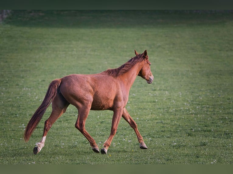 Rhinelander Mare 3 years 16 hh Chestnut-Red in Burladingen