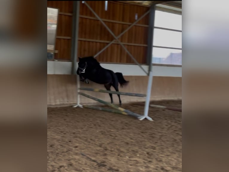 Rhinelander Mare 4 years 15,2 hh Black in Liebenau
