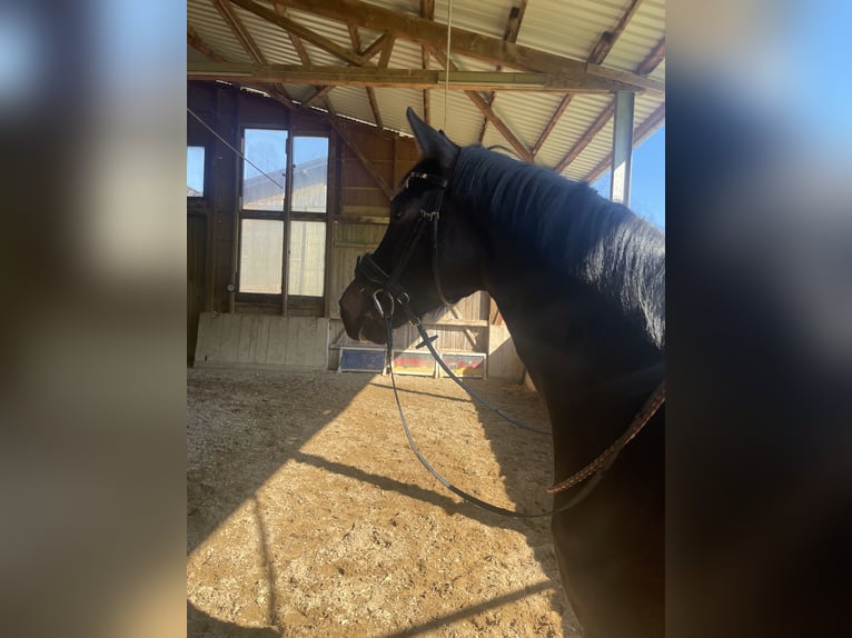 Rhinelander Mare 4 years 15,2 hh Black in Liebenau