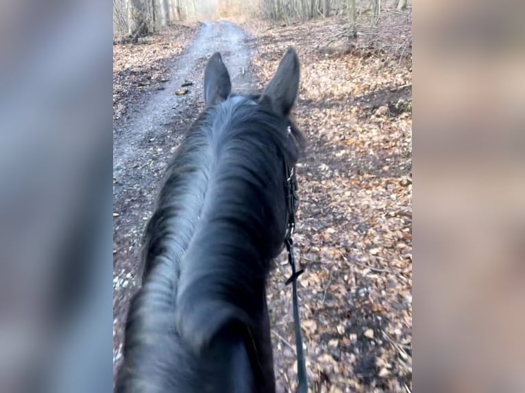 Rhinelander Mare 4 years 15,2 hh Black in Liebenau