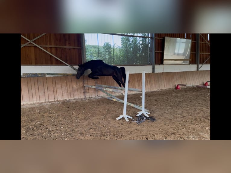 Rhinelander Mare 4 years 15,2 hh Black in Liebenau