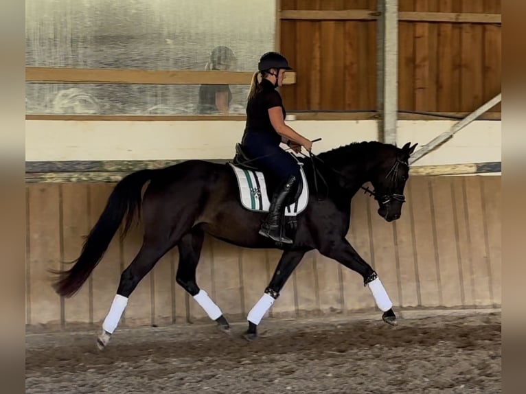 Rhinelander Mare 4 years 15,2 hh Black in Liebenau