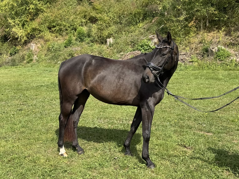 Rhinelander Mare 4 years 15,2 hh Black in Liebenau