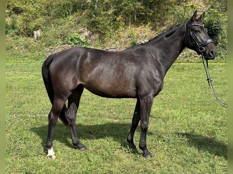 Rhinelander Mare 4 years 15,2 hh Black in Liebenau