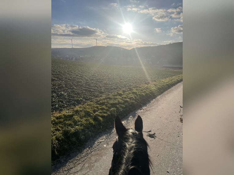 Rhinelander Mare 4 years 15,2 hh Black in Liebenau