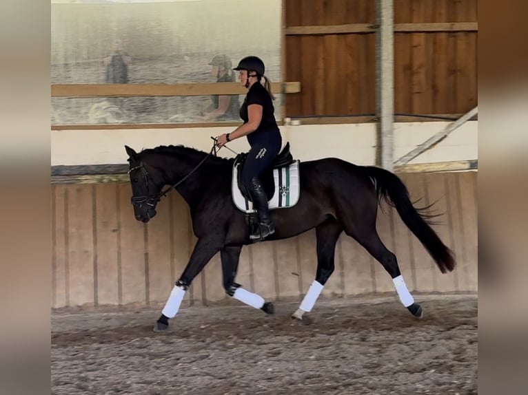 Rhinelander Mare 4 years 15,2 hh Black in Liebenau