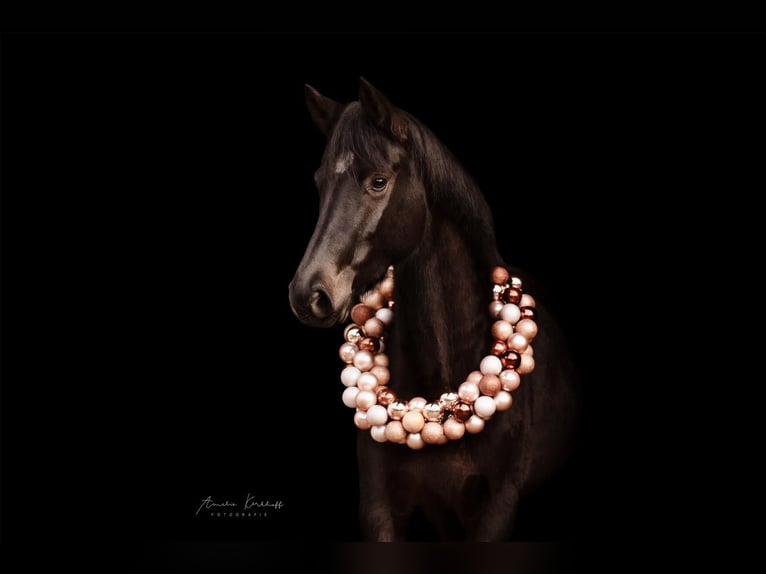 Rhinelander Mare 4 years 15,3 hh Bay-Dark in Ratingen