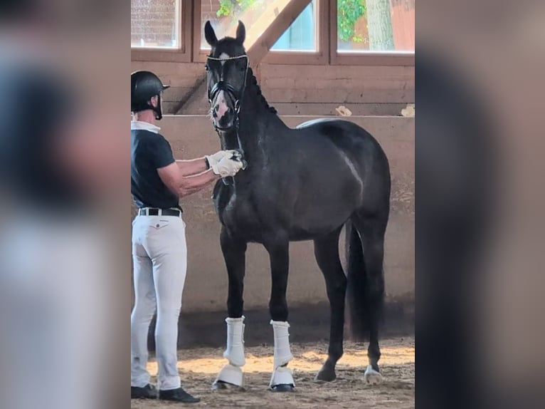 Rhinelander Mare 4 years 16.1 hh Bay-Dark in Ober-Flörsheim