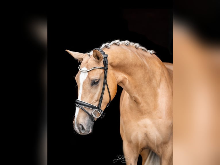 Rhinelander Mare 4 years 16,1 hh Palomino in Aachen