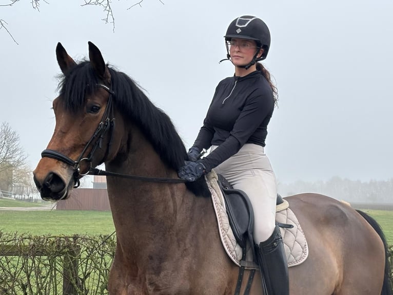 Rhinelander Mare 4 years 16.2 hh Brown in Kranenburg
