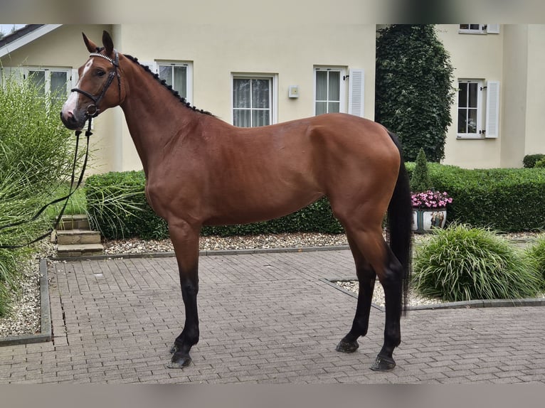 Rhinelander Mare 4 years 16,2 hh Brown in Willich