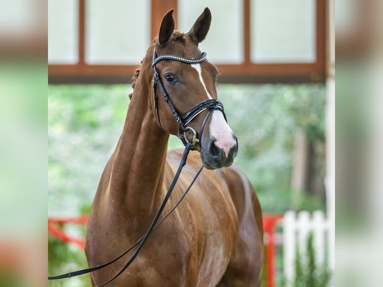 Rhinelander Mare 4 years 16.2 hh Chestnut-Red in Mnster-Handorf
