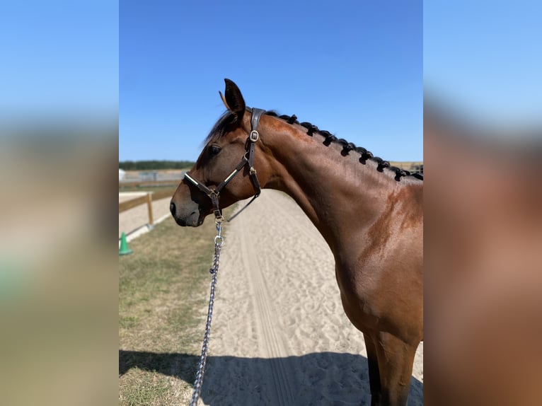 Rhinelander Mare 4 years 16 hh Brown in Berlin