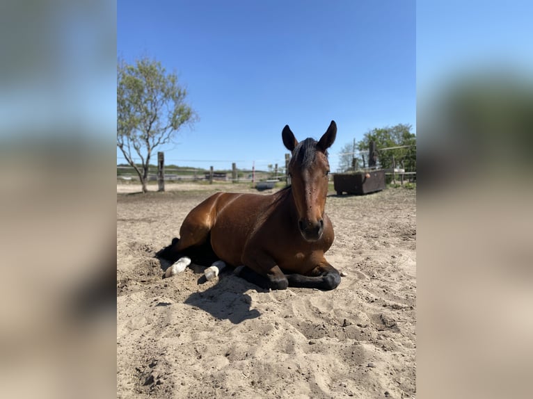 Rhinelander Mare 4 years 16 hh Brown in Berlin