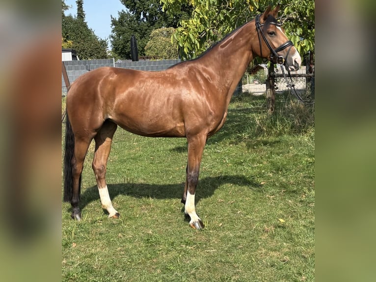 Rhinelander Mare 4 years 16 hh Brown in J&#xFC;chen