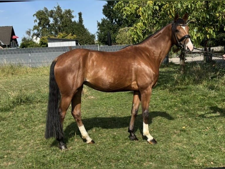 Rhinelander Mare 4 years 16 hh Brown in J&#xFC;chen