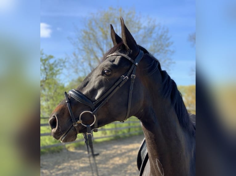 Rhinelander Mare 4 years 16 hh Smoky-Black in Clenze