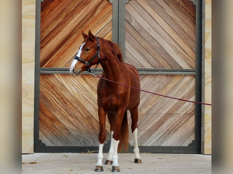 Rhinelander Mare 4 years 16,1 hh Chestnut-Red in Lienen