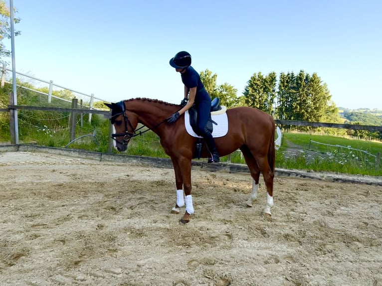 Rhinelander Mare 4 years 16,1 hh Chestnut-Red in Wermelskirchen