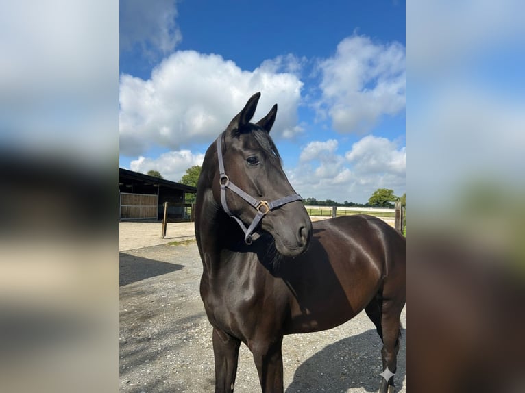 Rhinelander Mare 4 years 16,2 hh Black in Ascheberg