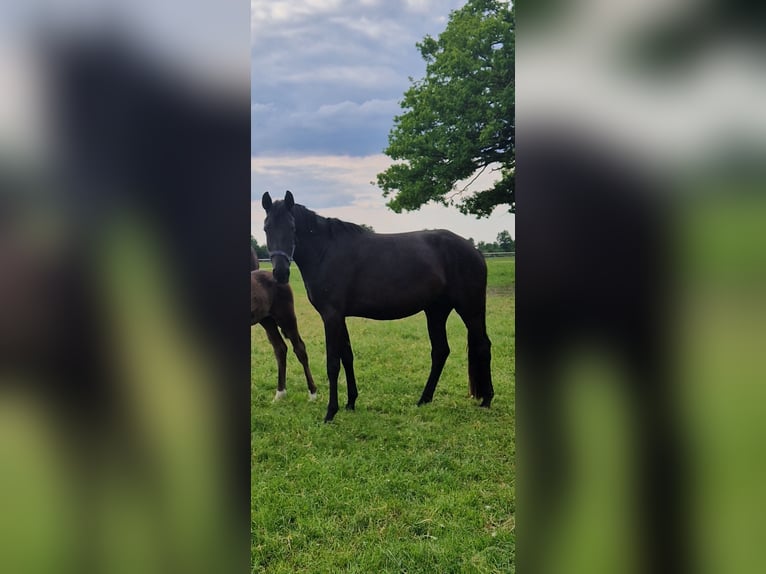 Rhinelander Mare 4 years 16,3 hh Black in Ascheberg