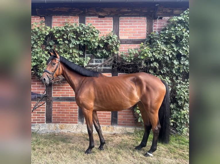 Rhinelander Mare 4 years 17 hh Brown in Lienen