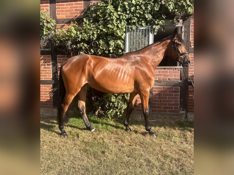 Rhinelander Mare 4 years 17 hh Brown in Lienen