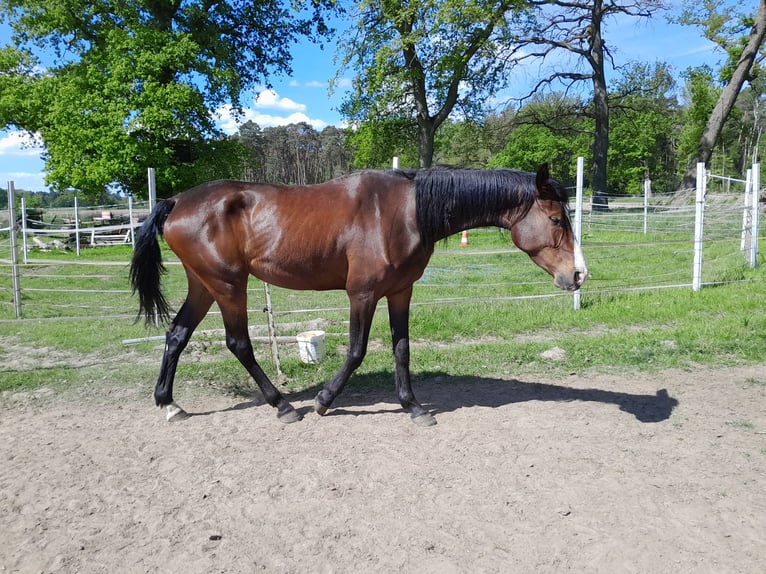 Rhinelander Mare 4 years 17,1 hh Brown in Neustadt am R&#xFC;benberge