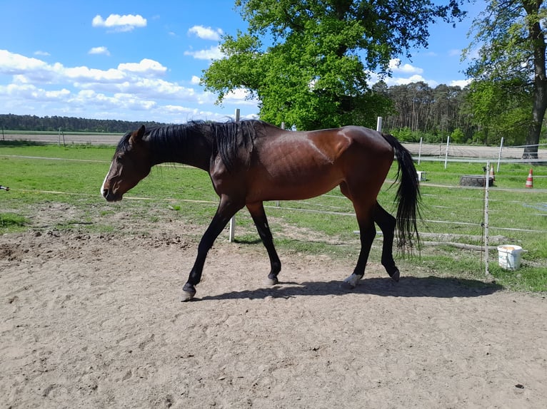 Rhinelander Mare 4 years 17,1 hh Brown in Neustadt am R&#xFC;benberge