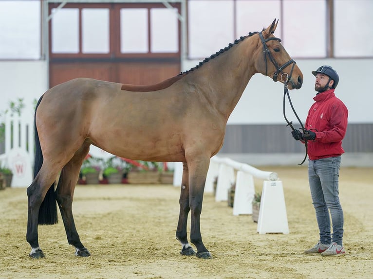 Rhinelander Mare 4 years Brown in Münster-Handorf