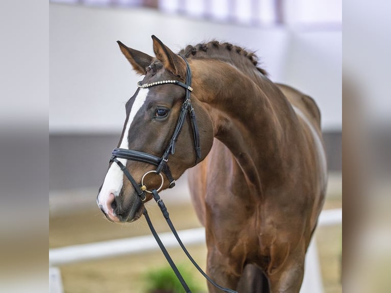 Rhinelander Mare 4 years Chestnut-Red in Münster-Handorf