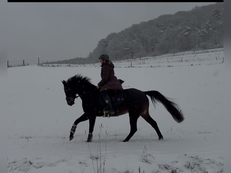 Rhinelander Mare 5 years 15,2 hh Black in Liebenau