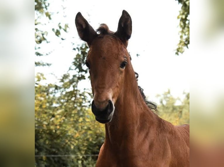 Rhinelander Mare 5 years 15,2 hh Brown in Bergisch Gladbach