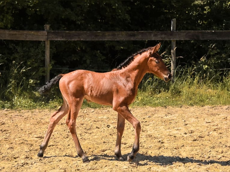 Rhinelander Mare 5 years 15,2 hh Brown in Bergisch Gladbach
