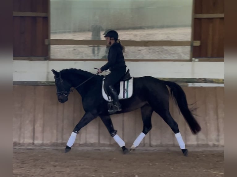 Rhinelander Mare 5 years 15,2 hh Smoky-Black in Liebenau