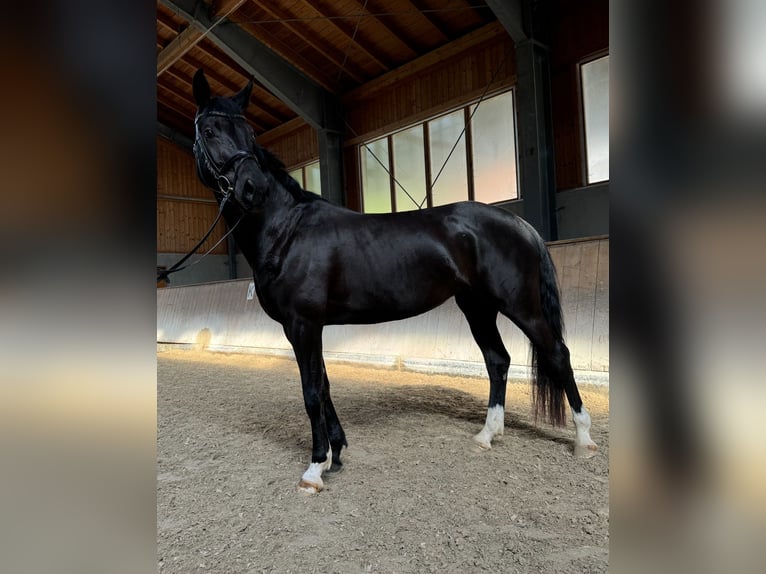 Rhinelander Mare 5 years 16,1 hh Black in Sauerlach