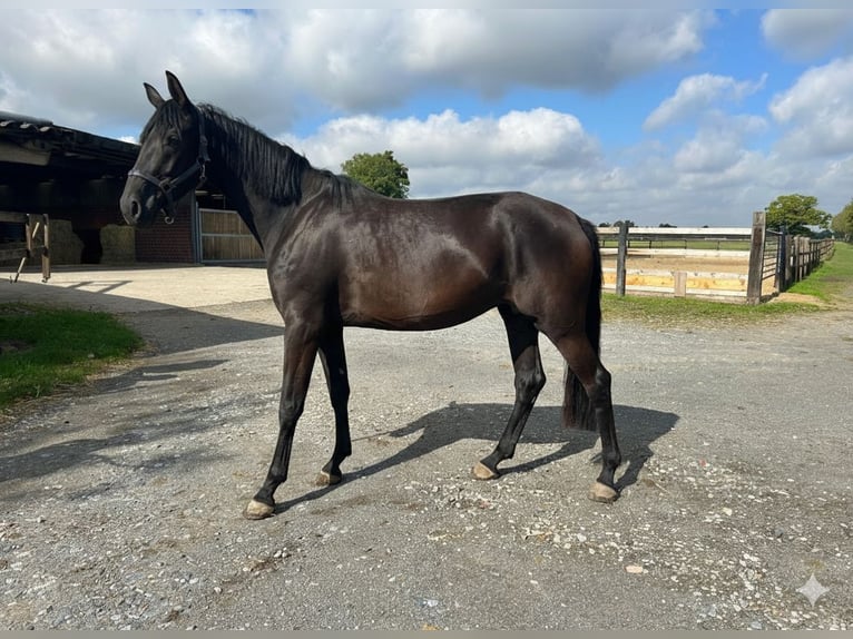 Rhinelander Mare 5 years 16.2 hh Black in Ascheberg