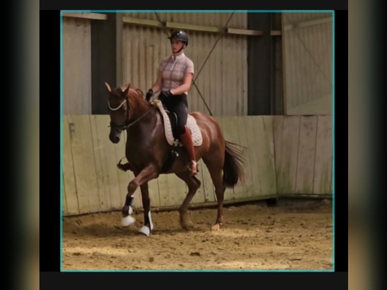 Rhinelander Mare 5 years 16 hh Chestnut-Red in Emmerich