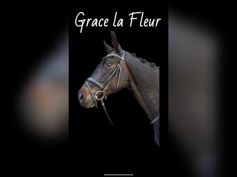 Rhinelander Mare 5 years 16,1 hh Smoky-Black in Clenze