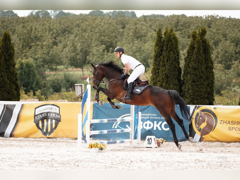 Rhinelander Mare 5 years 17.1 hh Bay in Львів