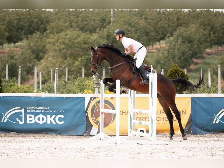 Rhinelander Mare 5 years 17.1 hh Bay in Львів
