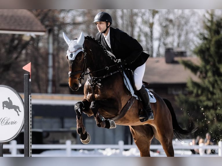 Rhinelander Mare 5 years 17.1 hh Bay in Львів