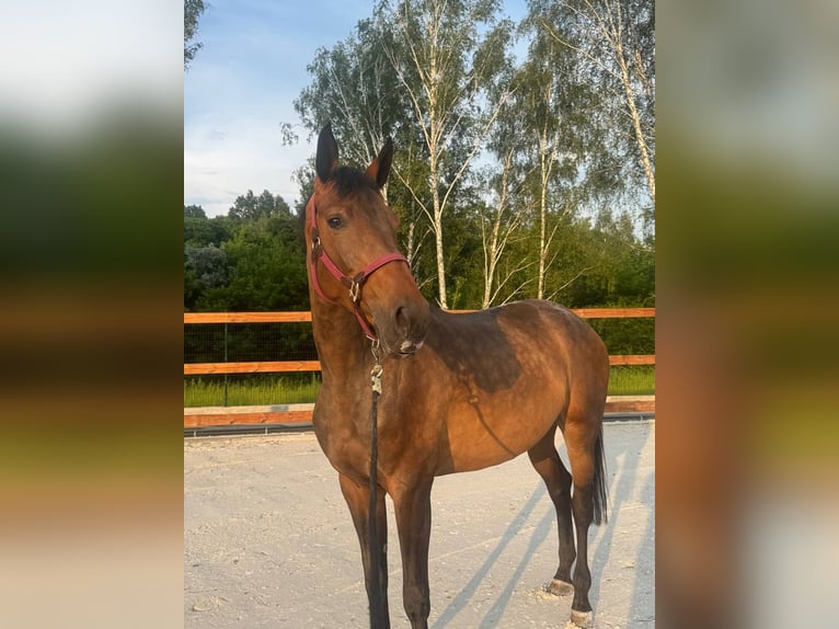 Rhinelander Mare 5 years 17.1 hh Bay in Львів