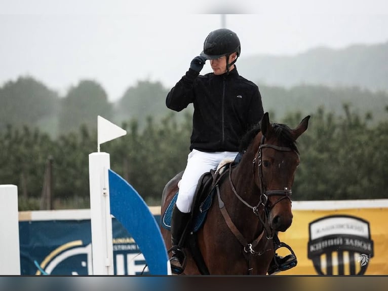 Rhinelander Mare 5 years 17.1 hh Bay in Львів