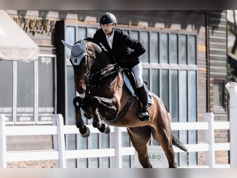 Rhinelander Mare 5 years 17.1 hh Bay in Львів