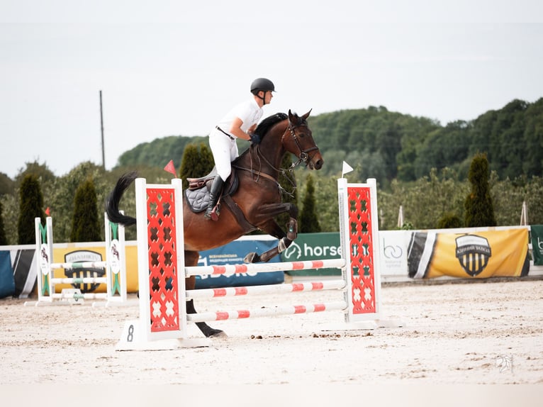 Rhinelander Mare 5 years 17.1 hh Bay in Львів